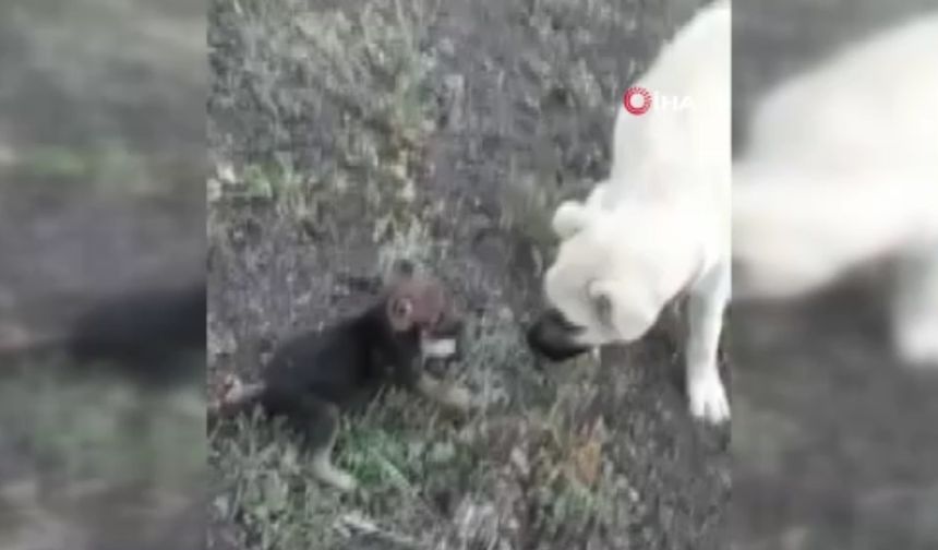 Ankara'da kurt yavrusu ile köpeğin örnek dostluğu