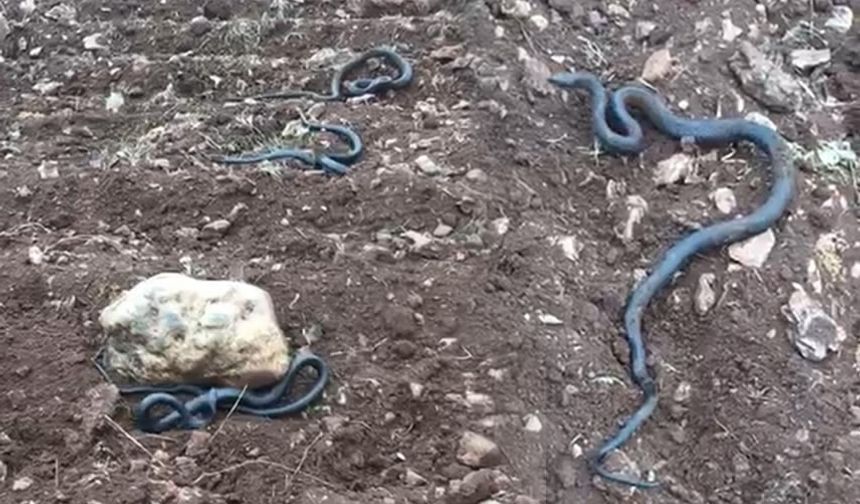 Kahramanmaraş'ta kayaların altından 2 metrelik yılanlar çıktı