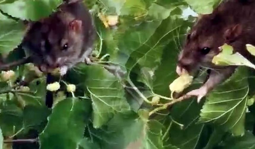Bir dut ağacının tepesinde dut yerken görülen fare görenleri şaşırttı