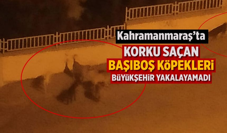 Kahramanmaraş'taki başıboş köpekleri Büyükşehir yakalayamadı!