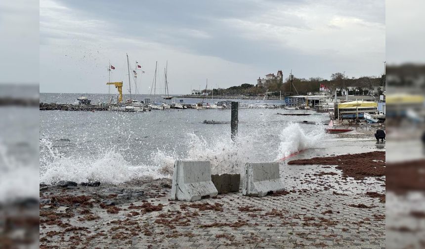 İstanbul'da şaşırtan görüntü: Sahili kapladı