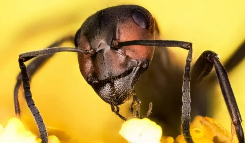 Karıncaların böyle bir yeteneği var! Hiç duydunuz mu?