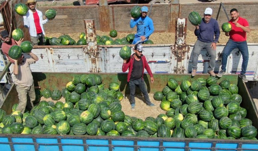 İşçilerin zorlu mesaisi: Adana sıcağında her gün 150 ton karpuz yüklüyorlar