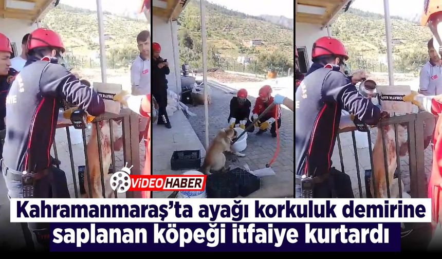 Kahramanmaraş'ta ayağı korkuluk demirine saplanan köpeği itfaiye kurtardı