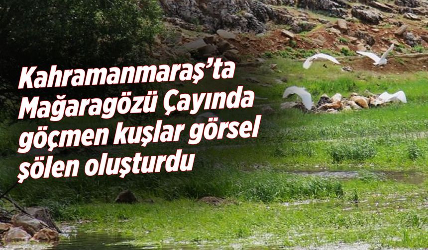 Kahramanmaraş'ta göçmen kuşlar doğal bir güzellik sundu