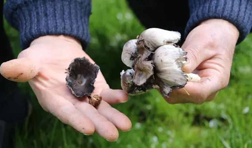 Uzmanı mantar zehirlenmelerine karşı uyarıda bulundu! İşte dikkat edilmesi gerekenler
