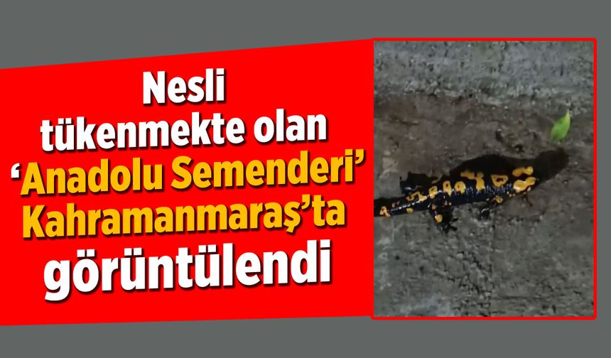'Anadolu Semenderi' Kahramanmaraş'ta görüntülendi