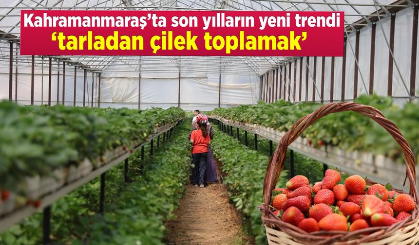 Kahramanmaraş'ta son yılların yeni trendi ‘tarladan çilek toplamak’