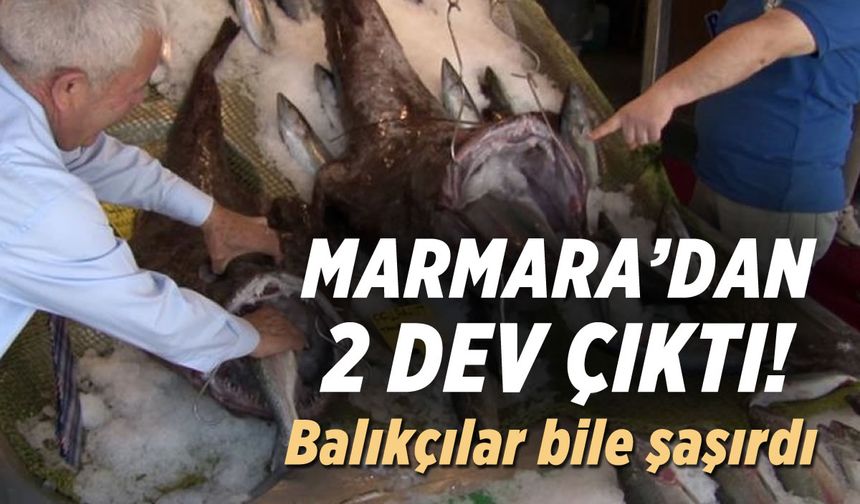 Türkiye Deniz Canlıları Müzesi’ne getirilen balıklar görenleri hayrete düşürdü