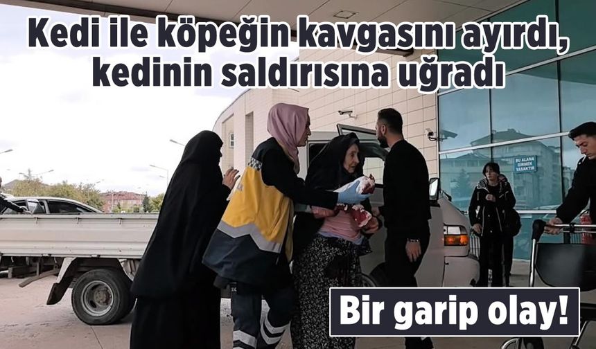 Kedi ile köpeğin kavgasını ayırdı! Kendi saldırıya uğradı