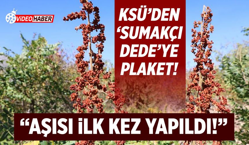 Dalga geçilen hayal KSÜ'nün plaketiyle taçlandı: Sumakçı Dede'nin aşısı dünyada ilk!