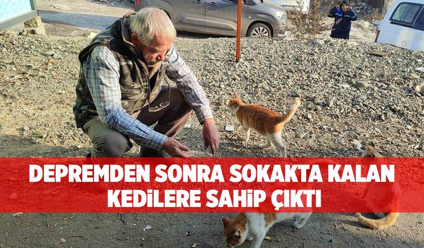 Depremden Sonra Sokakta Kalan Kedilere Sahip Çıktı