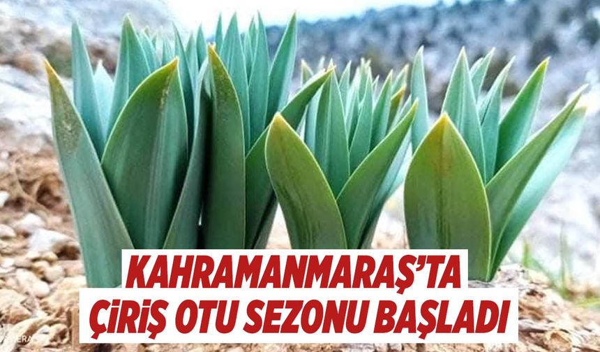 Kahramanmaraş’ta Çiriş Otu Sezonu Başladı
