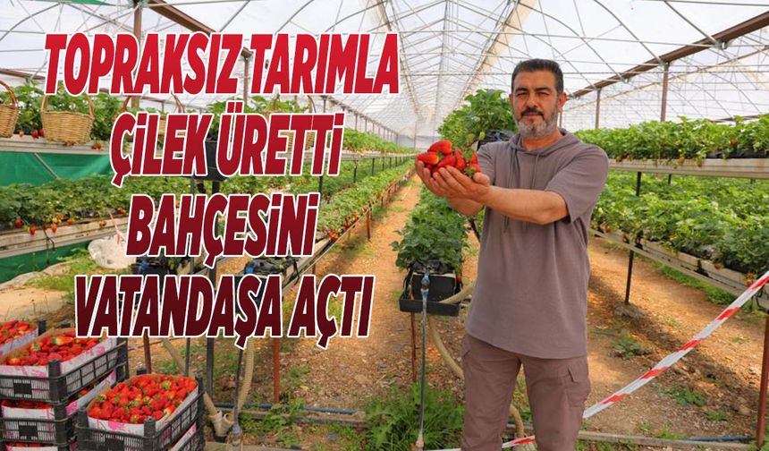 Topraksız Tarımla Çilek Üretti, Bahçesini Vatandaşa Açtı