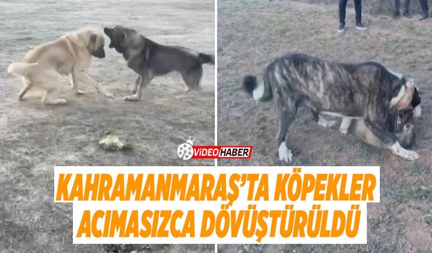 Kahramanmaraş’ta Köpekler Acımasızca Dövüştürüldü