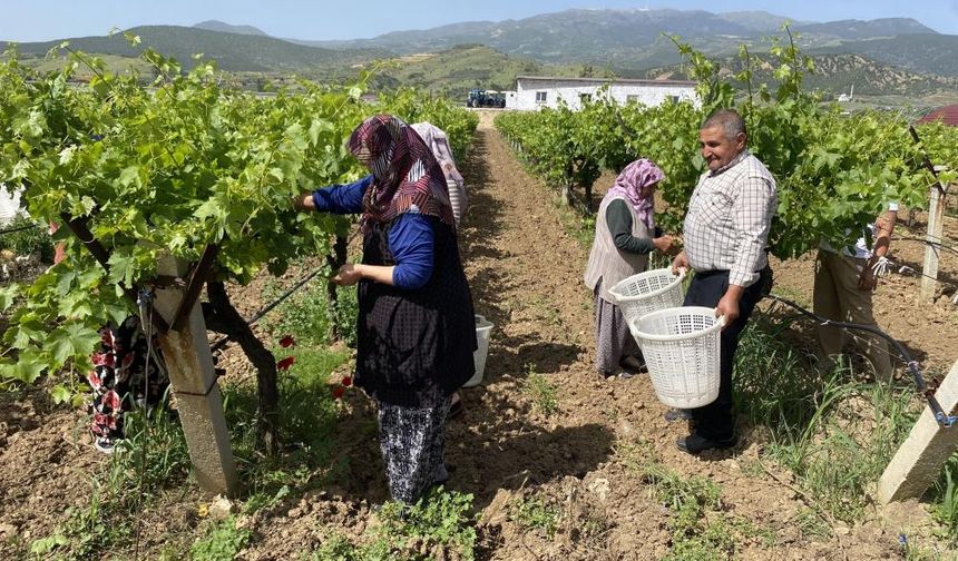 Yaprağı Meyvesinden Daha Çok Kazandırıyor