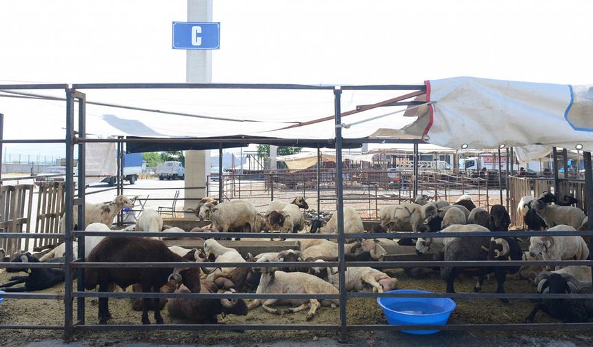 Kahramanmaraş’ta Kurbanlık Hayvan Satış Fiyatları Belirlendi