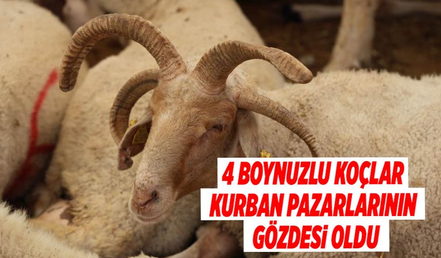 4 Boynuzlu Koçlar Kurban Pazarlarının Gözdesi Oldu