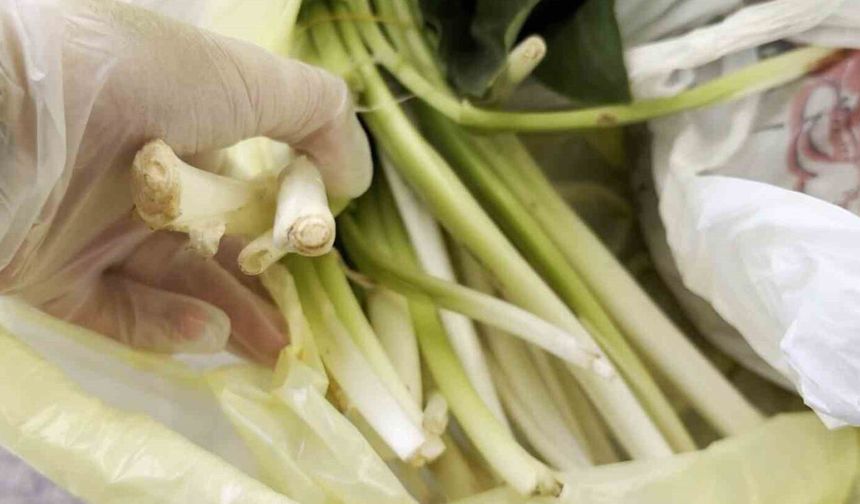 Mersin'de Doktor çiftin zor anları! Pazı olarak aldıkları ot, tirşik otu çıktı