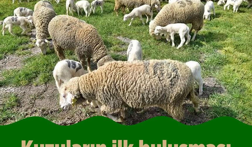 Kuzuların ilk buluşması izleyenleri gülümsetti