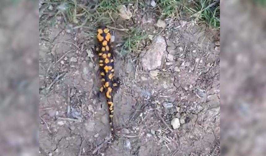 Nesli tükenmekte olan o canlı Göksun'da görüntülendi!