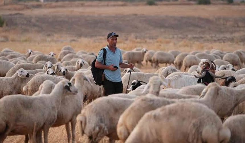 Kırıkkale'de filmleri aratmayan hırsızlık: Çoban oyunu çıktı