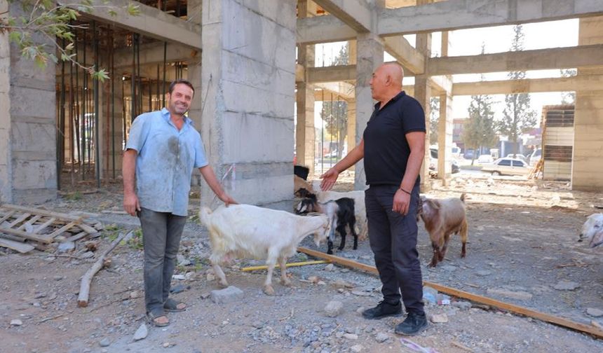 Kahramanmaraş’ta sanayi sitesinde 9 keçi bulundu