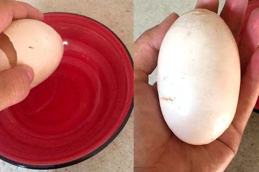 Yumurtadan öyle bir şey çıktı ki... Yumurta mı tavuktan, tavuk mu yumurtadan tartışması bitti!