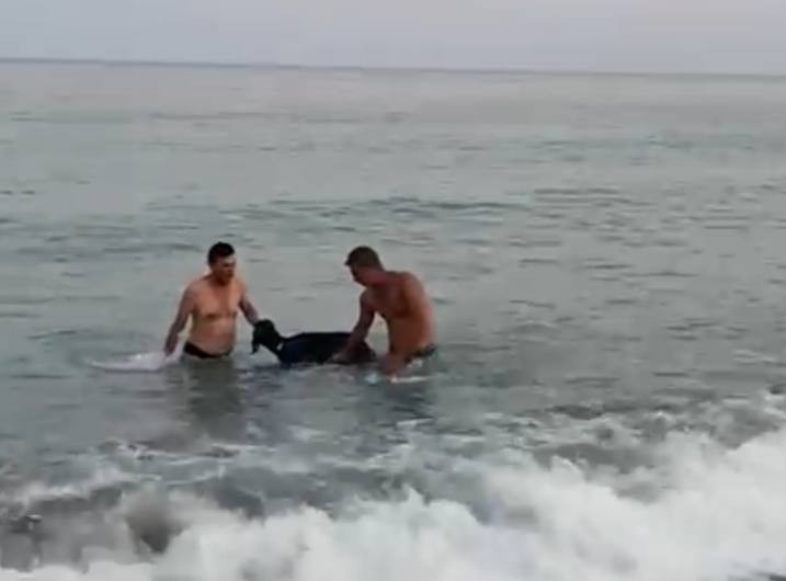 keçi 1