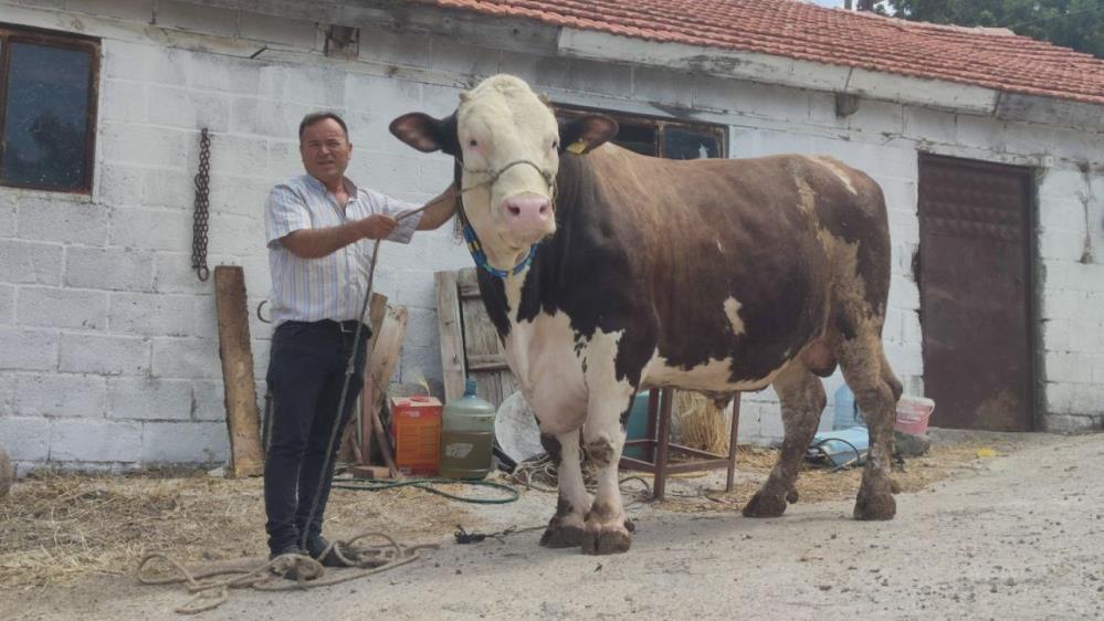 boğa