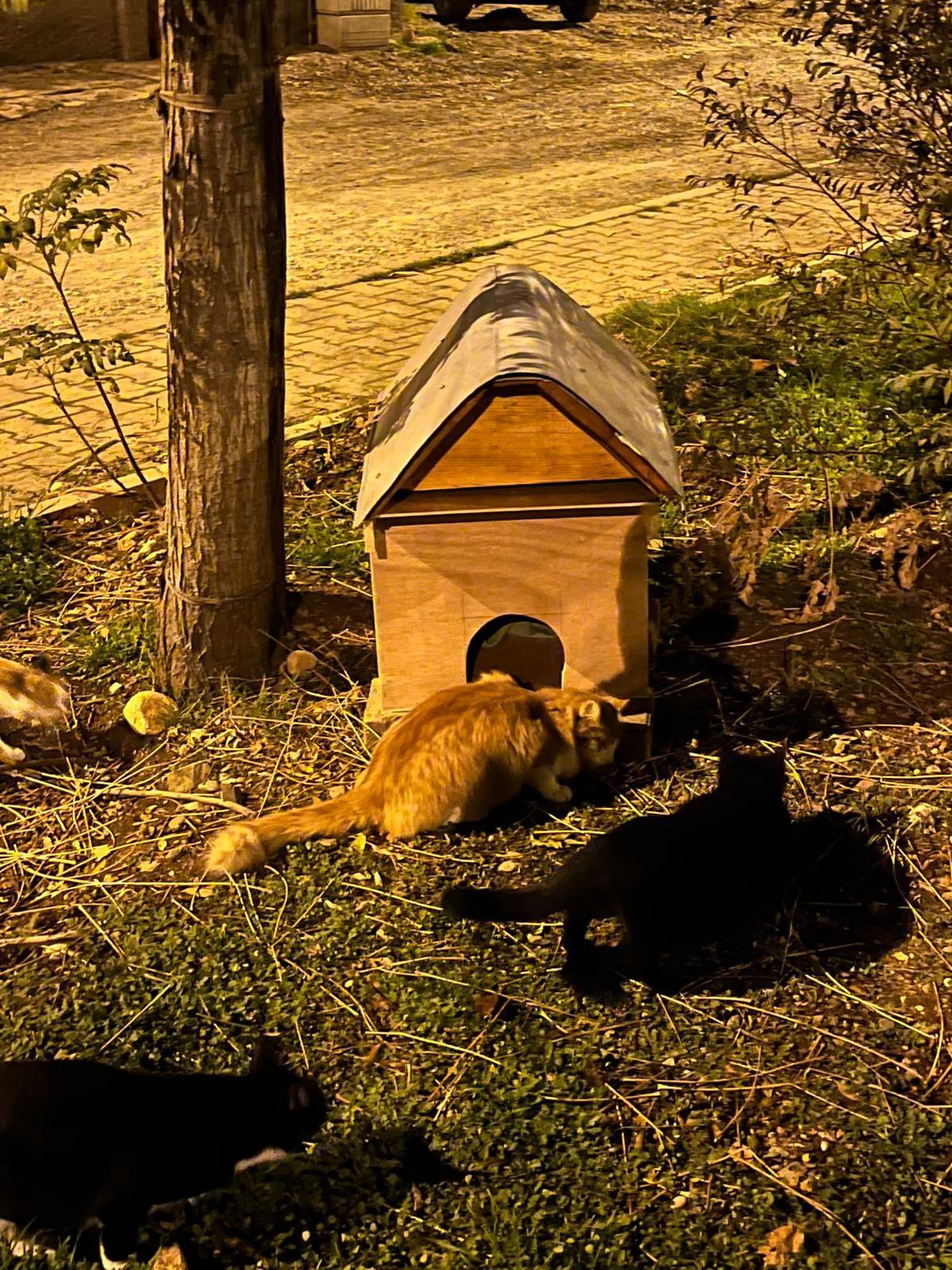 2035B131 9345 42E7 9340 8C48D5Ffbbea