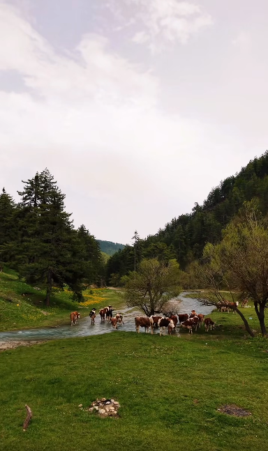 Ekran Görüntüsü 2026 05 29 023817