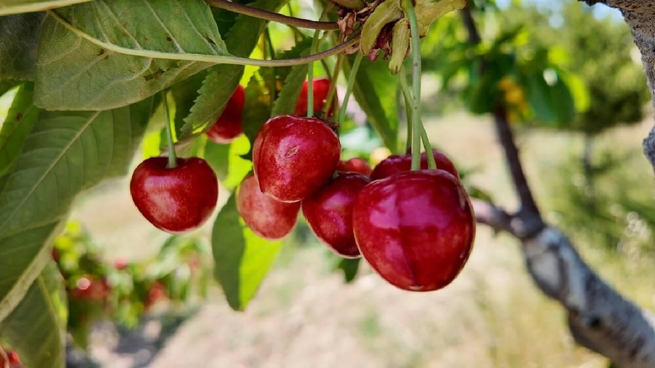 Kastamonuda Agactan Koparttigi Kirazi Yedi Hayatini Kaybetti Esi Yogun Bakimda 2