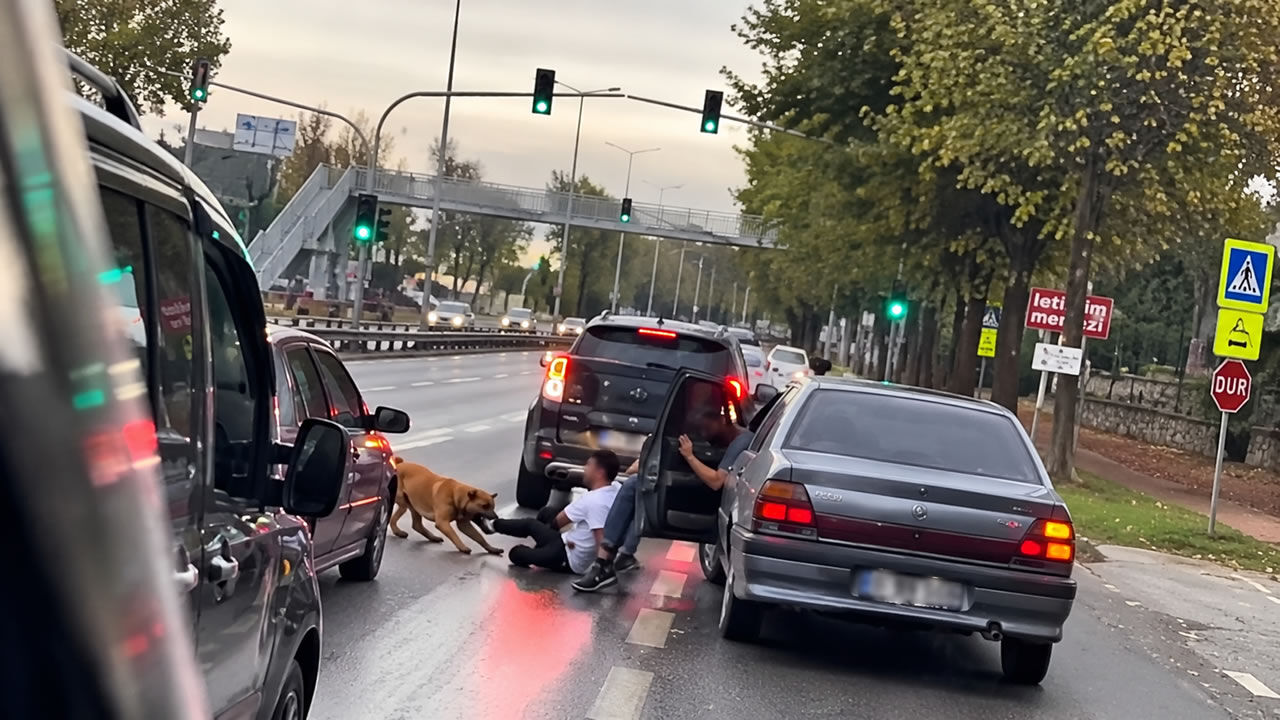 Sakarya'da zincirini koparan köpeğin saldırısına uğradı: Dehşet anlarını anlattı