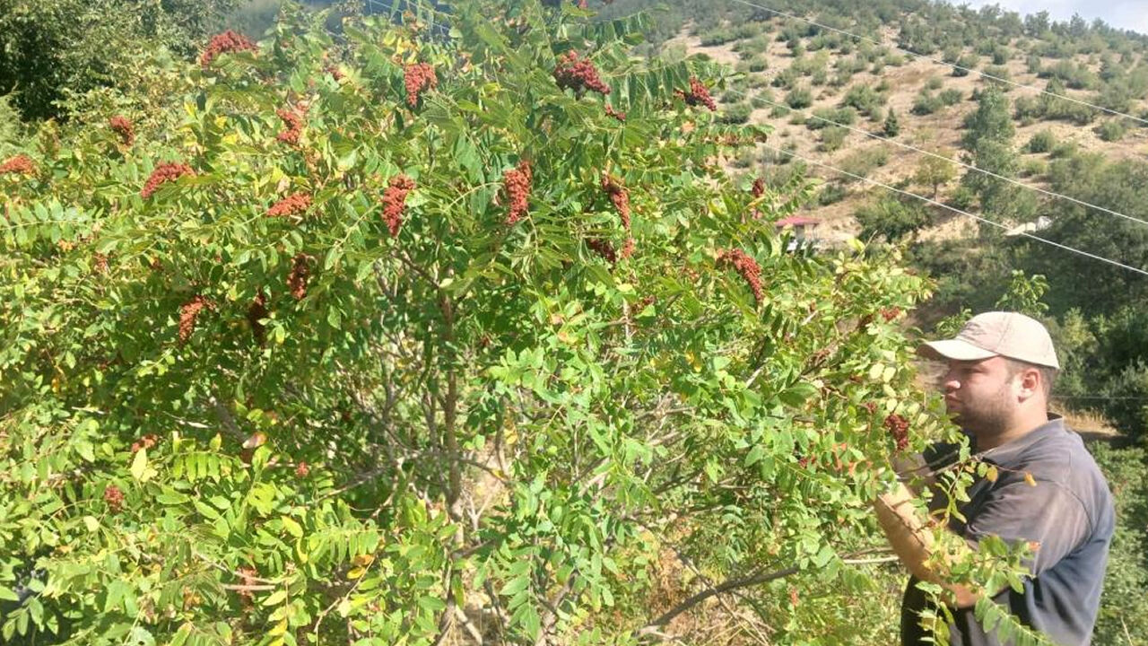 Kahramanmaraş Andırın’da sumak hasadı başladı