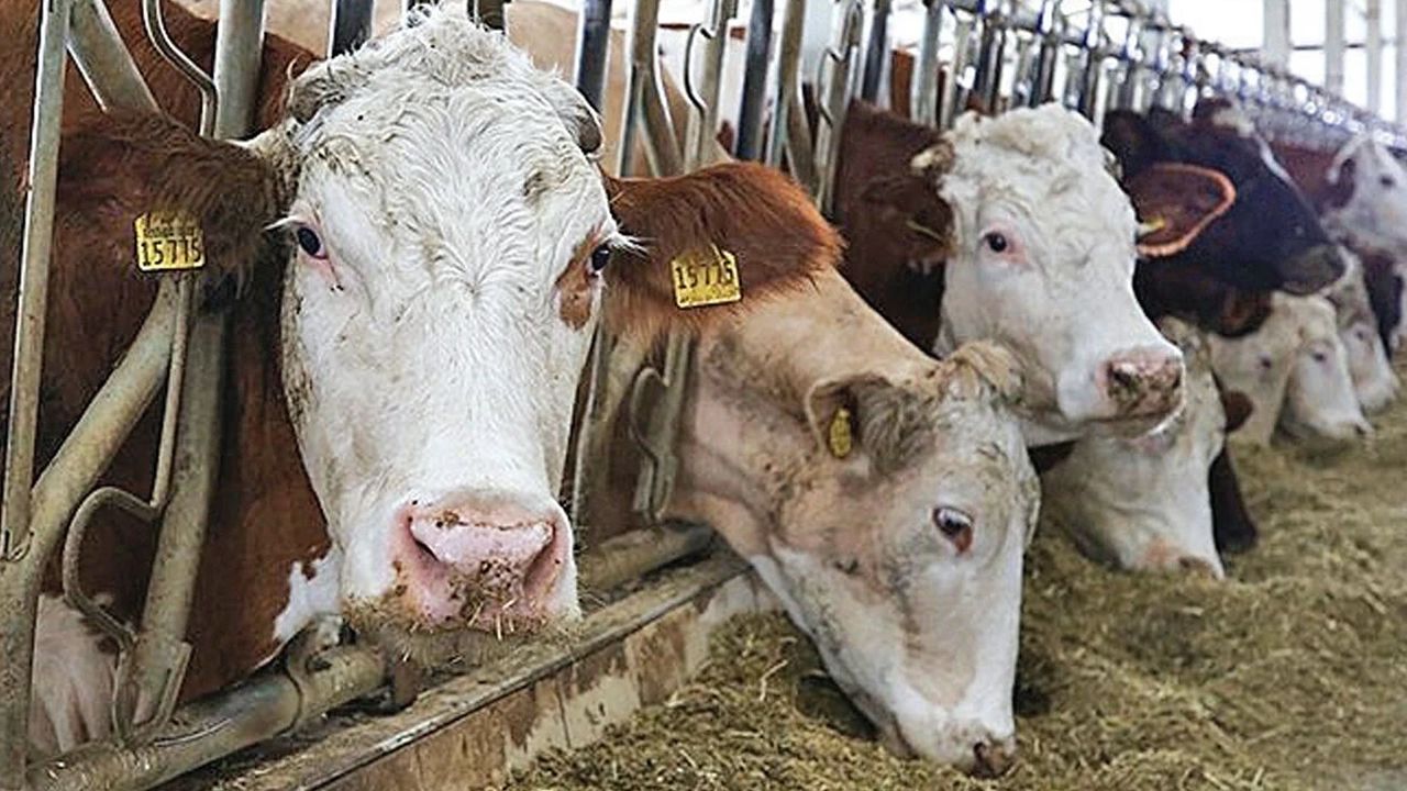 Kahramanmaraşlı besiciler dikkat: Son gün 16 Ekim