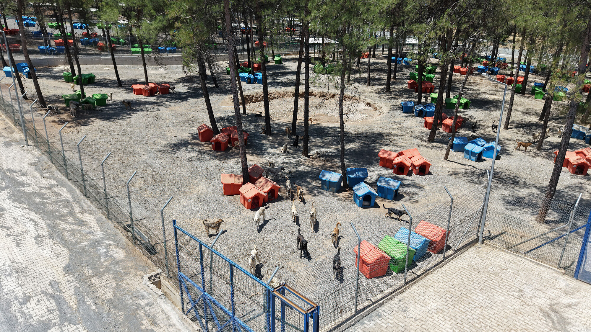 Sokak Hayvanları Bakımı7