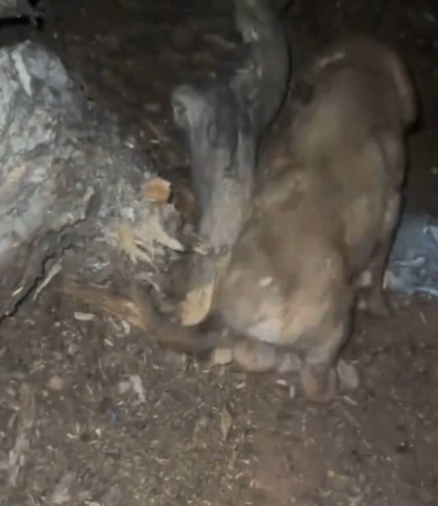 Topraktan Gelen Sesleri Duydu Kazinca Dehsete Dustu8